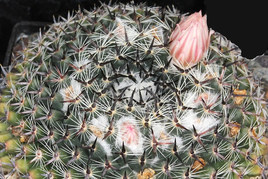 Маммиллярия Грацилис Монстроза