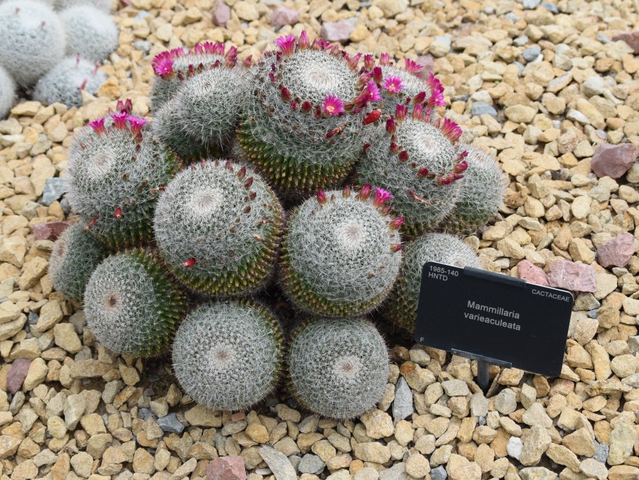 Mammillaria varieaculeata