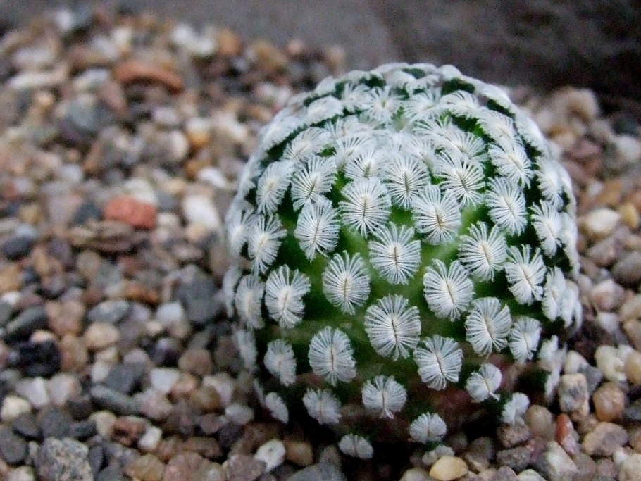 Санчес суккулент