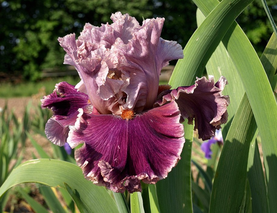 Ирис германский Еллоу с1