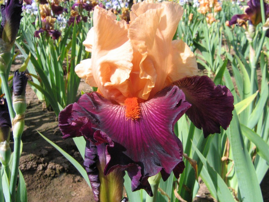 Ирис Пейнтед леди