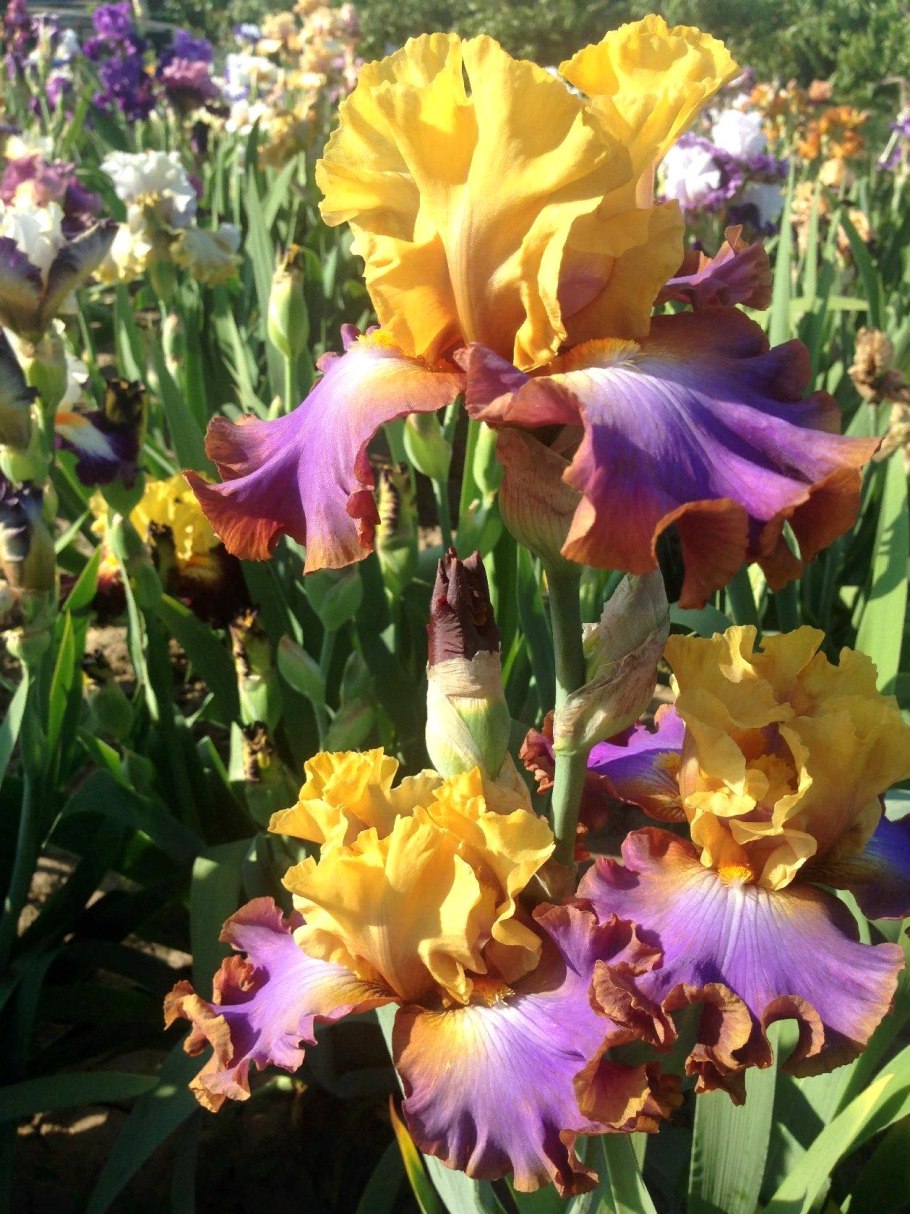 Ирис германский 'Lavender Doll'