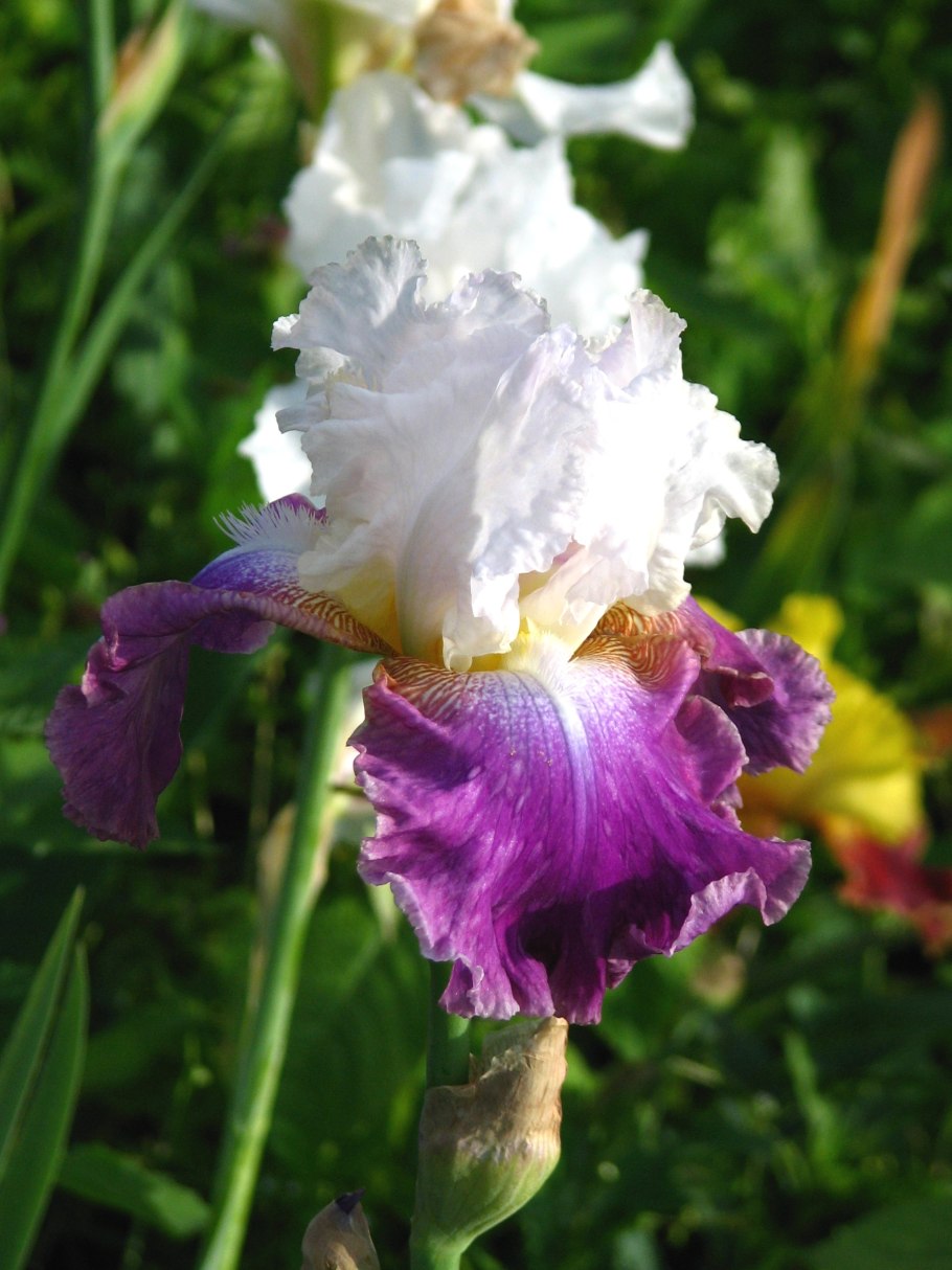 Ирис Double Lament’ коллаж