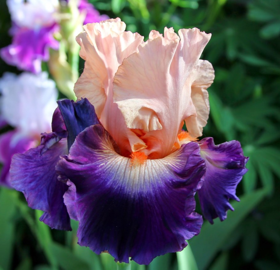 Ирис Mission Ridge