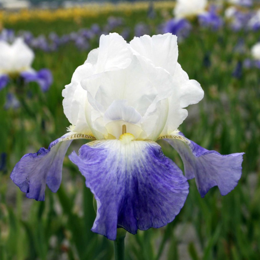 Ирис Гилвей