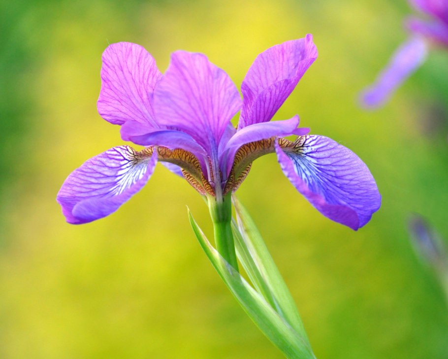 Ирис Стерх фото