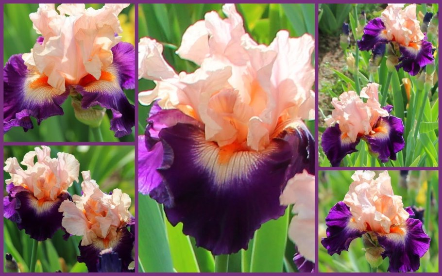 Ирис бледный