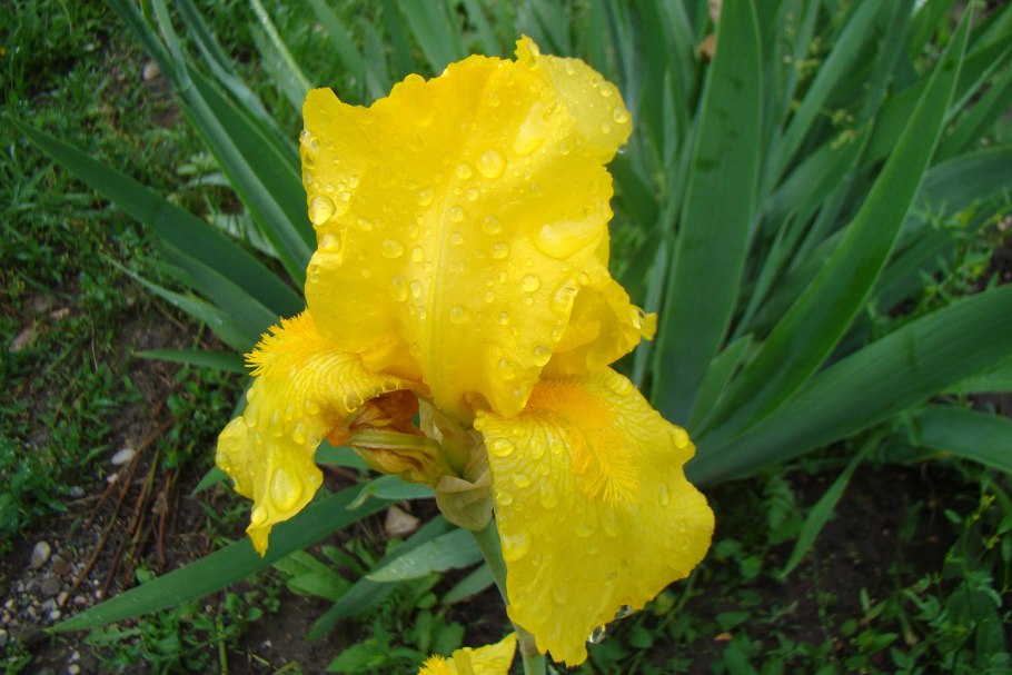 Ирис Salem Gypsy