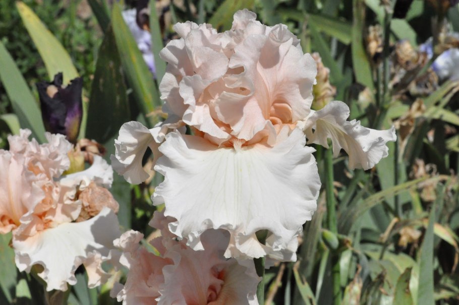 Ирис Serena Louisa