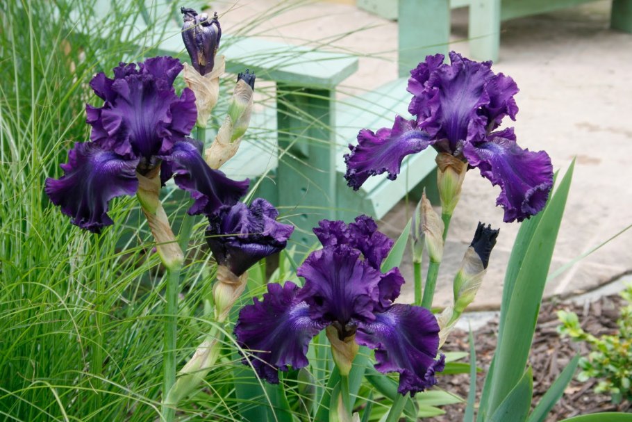 Ирис каджун ритм