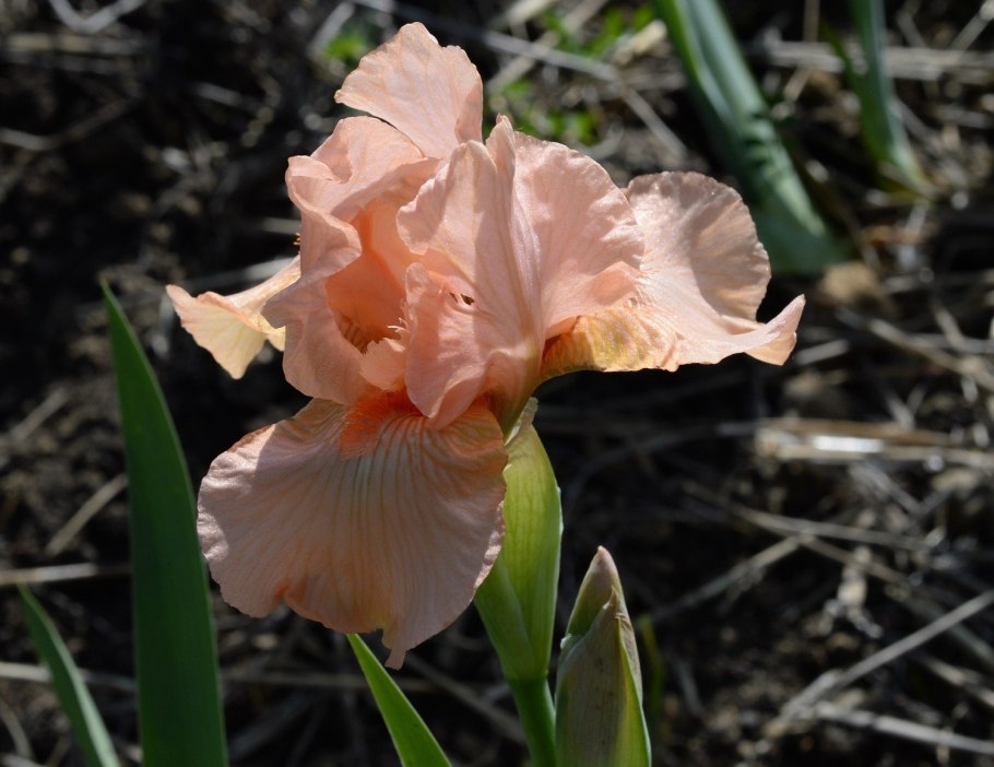 Ирис аск альма