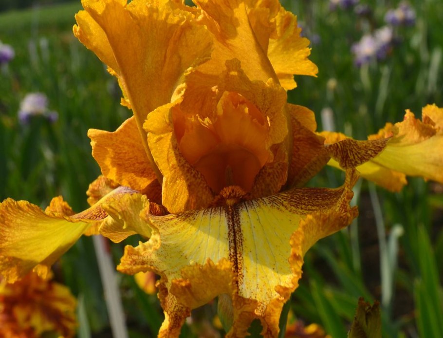 Бат бьютифул Ирис