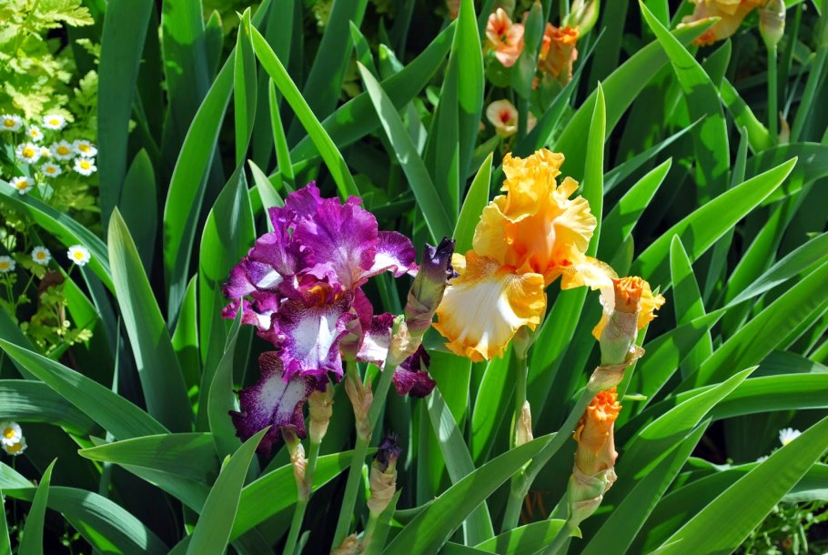 Ирис Iris Germanica ‘ruban bleu’