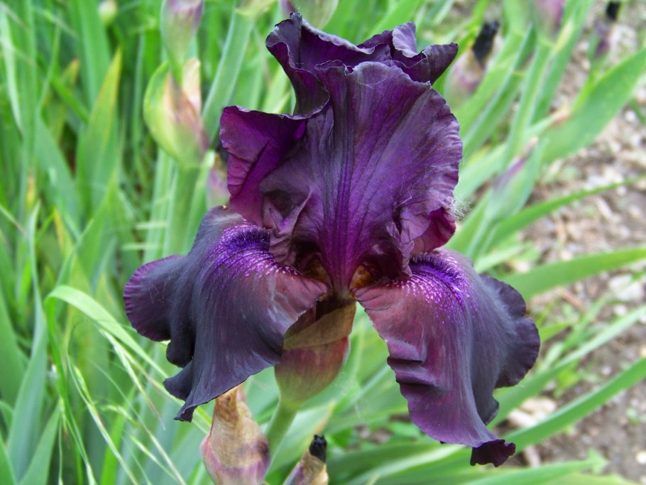 Ирис Ларк Аскендинг