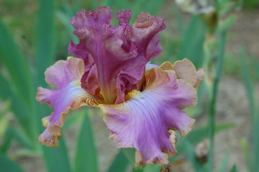 Ирис June Krause