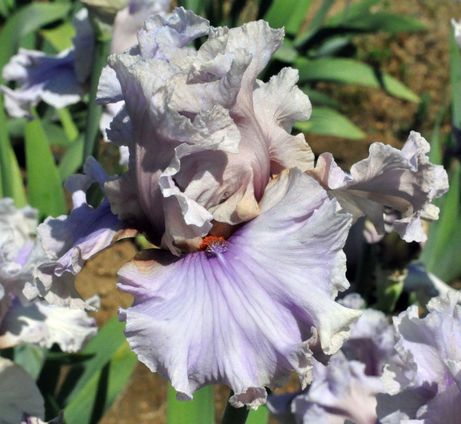 Ирис Lavender Breeze