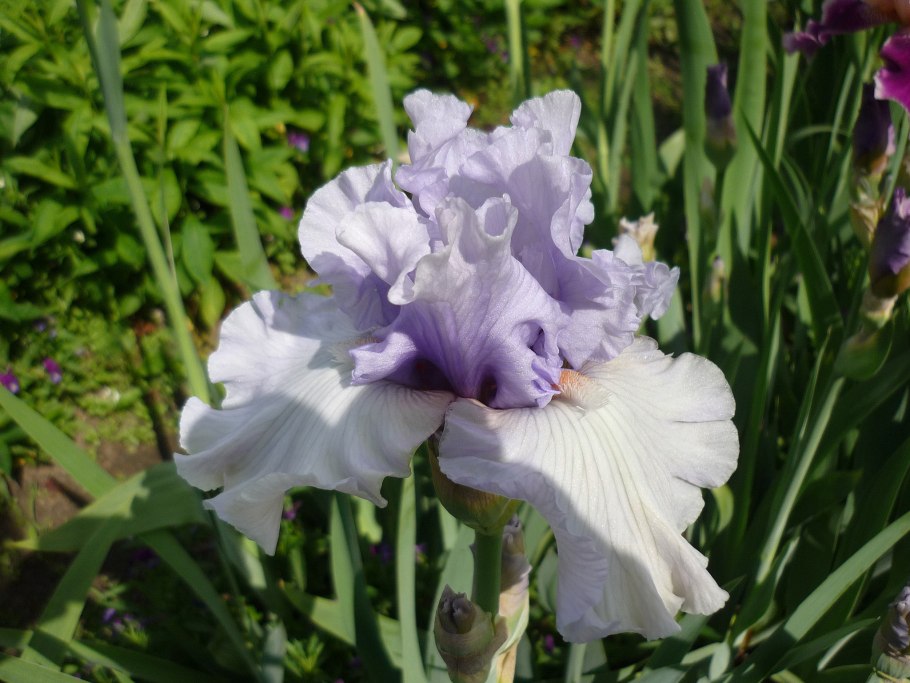 Louisa s Song Ирис