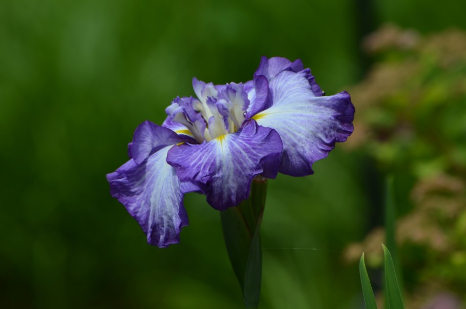 Ирис гладкий rozea