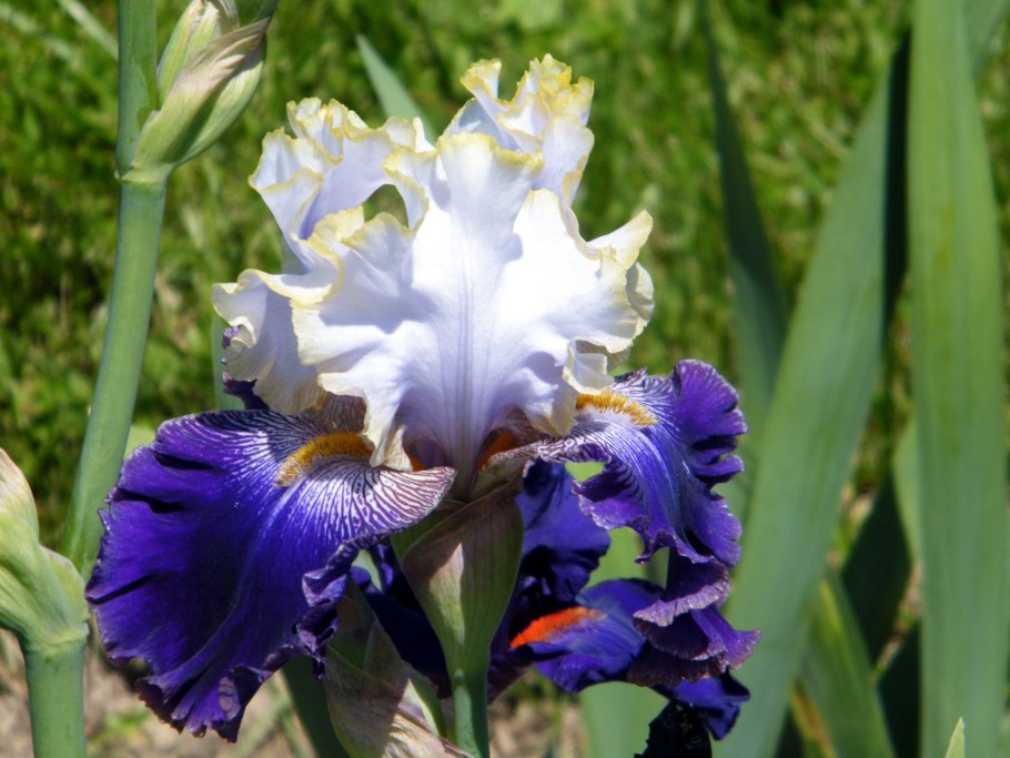 Ирис Глейдж оранж