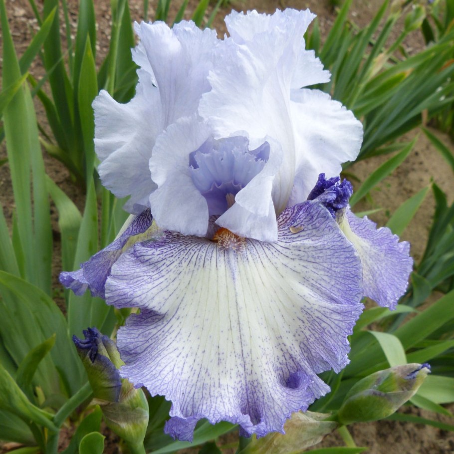 Ирисы бородатые с бутонами