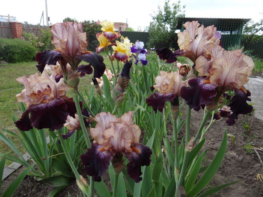 Ирис fast Talker