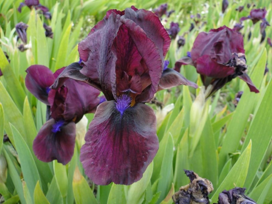 Ирис флотер розовый/Ирис, 73983