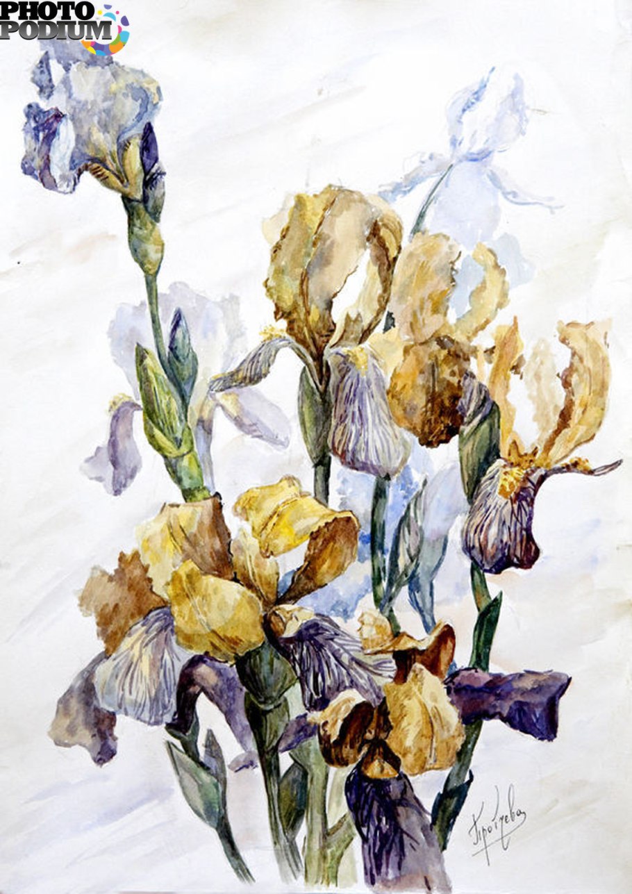 Ирис Сибирский Iris sibirica