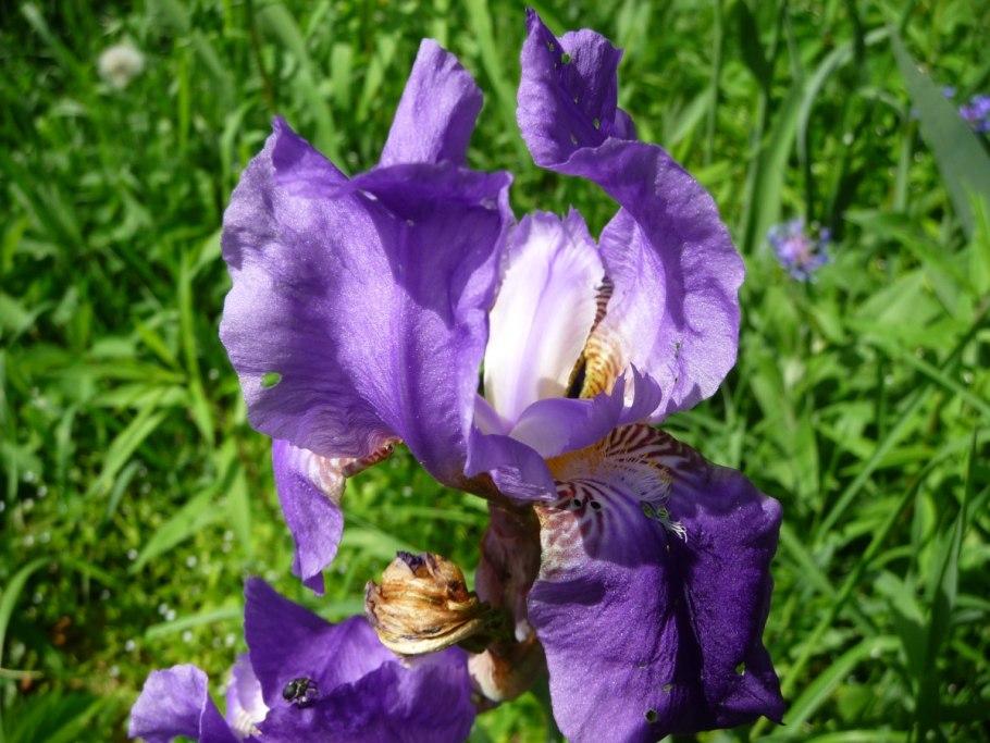 Ирис германский дуал тон