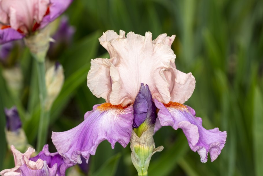 Ирис карликовый Pastel Charme