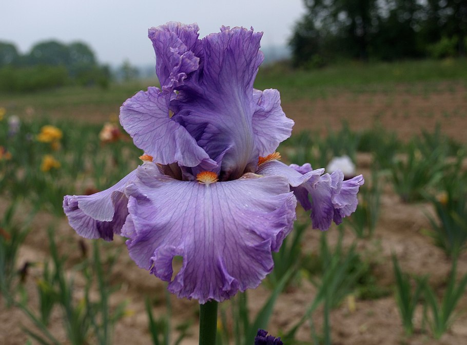 Ирис бородатый Визирь