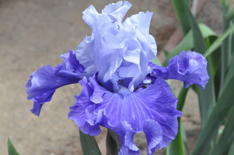 Iris tectorum Maxim.