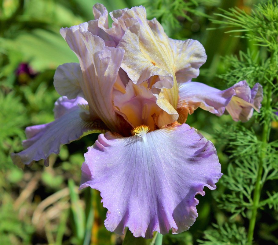 Ирис бородатый Парадайз