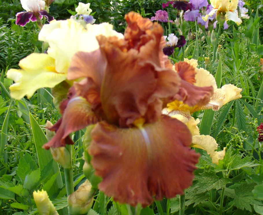 Ирис Jean Hoffmeister’