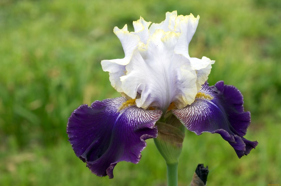Ирис семейство ирисовых