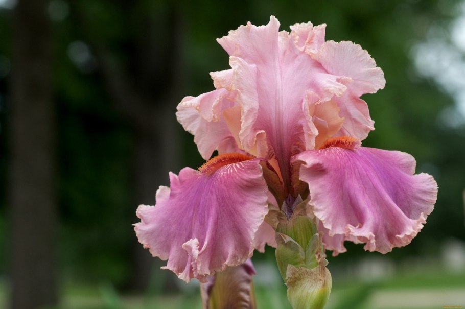 Штейнер Ирис арт деко