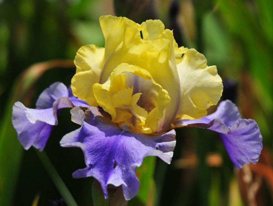 Ирис эдит уолфорд