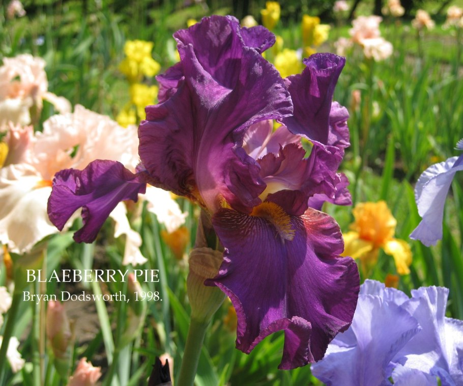 Ирис Альпенвью