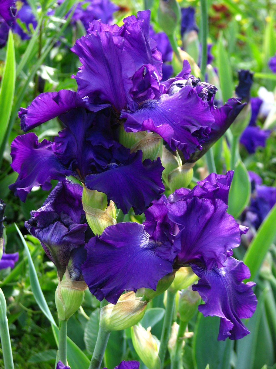 Ирис хигланд лорд