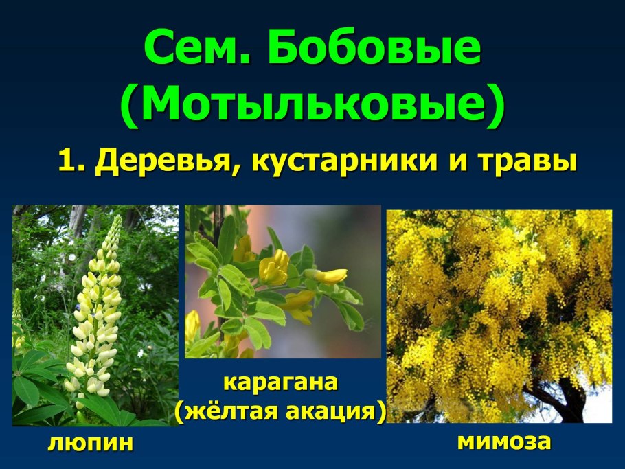 Стальник жёлтый