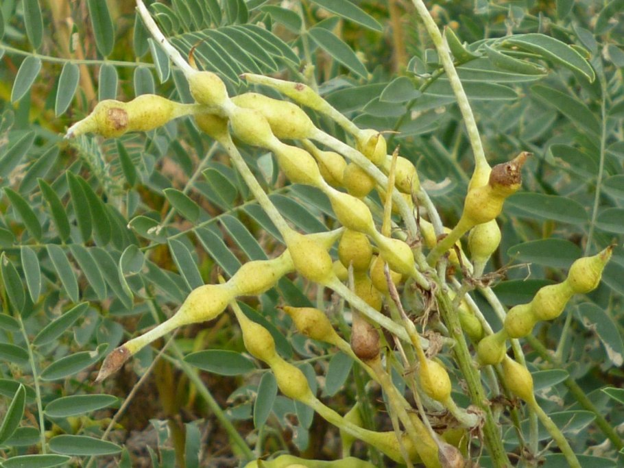 Чина клубненосная Lathyrus tuberosus