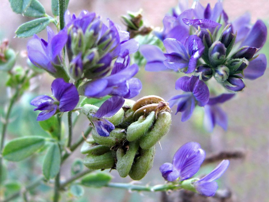 Растения семейства Мотыльковые