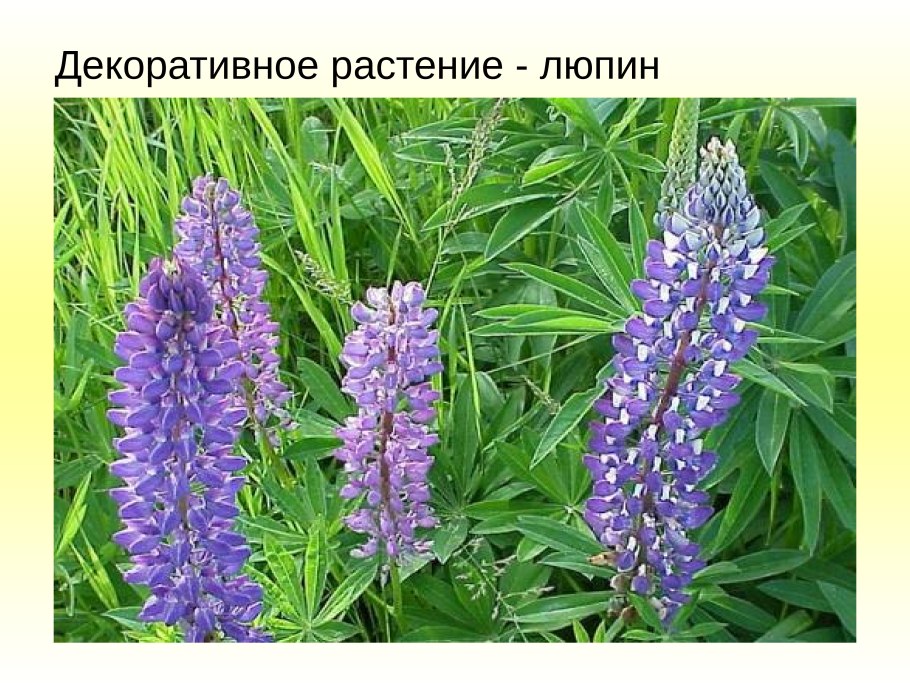 Лядвенец рогатый Lotus corniculatus