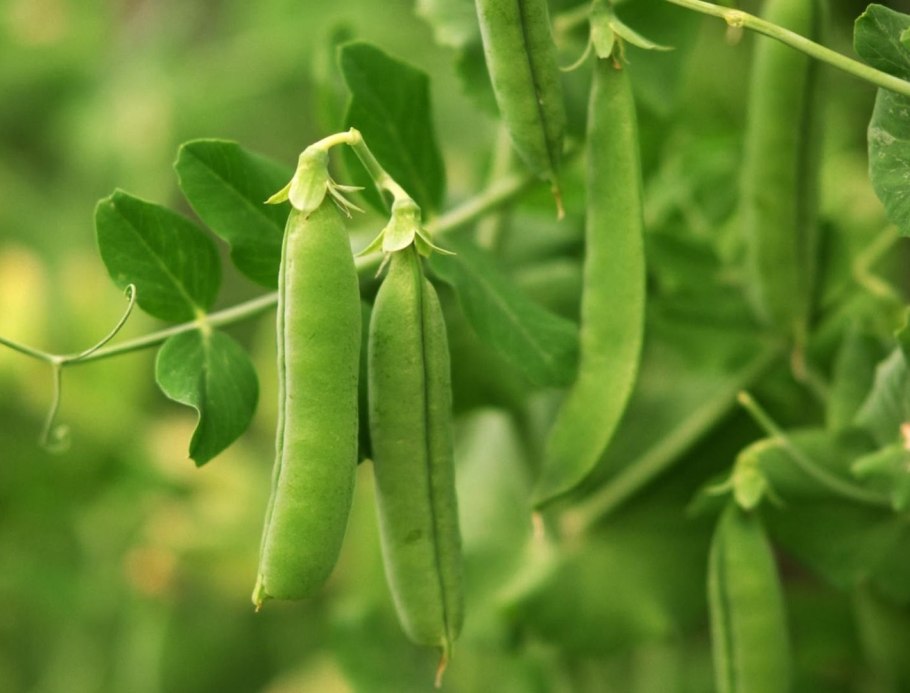 Горох лущильный патио