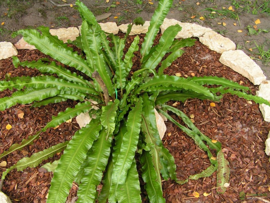 Папоротник Листовик сколопендровый