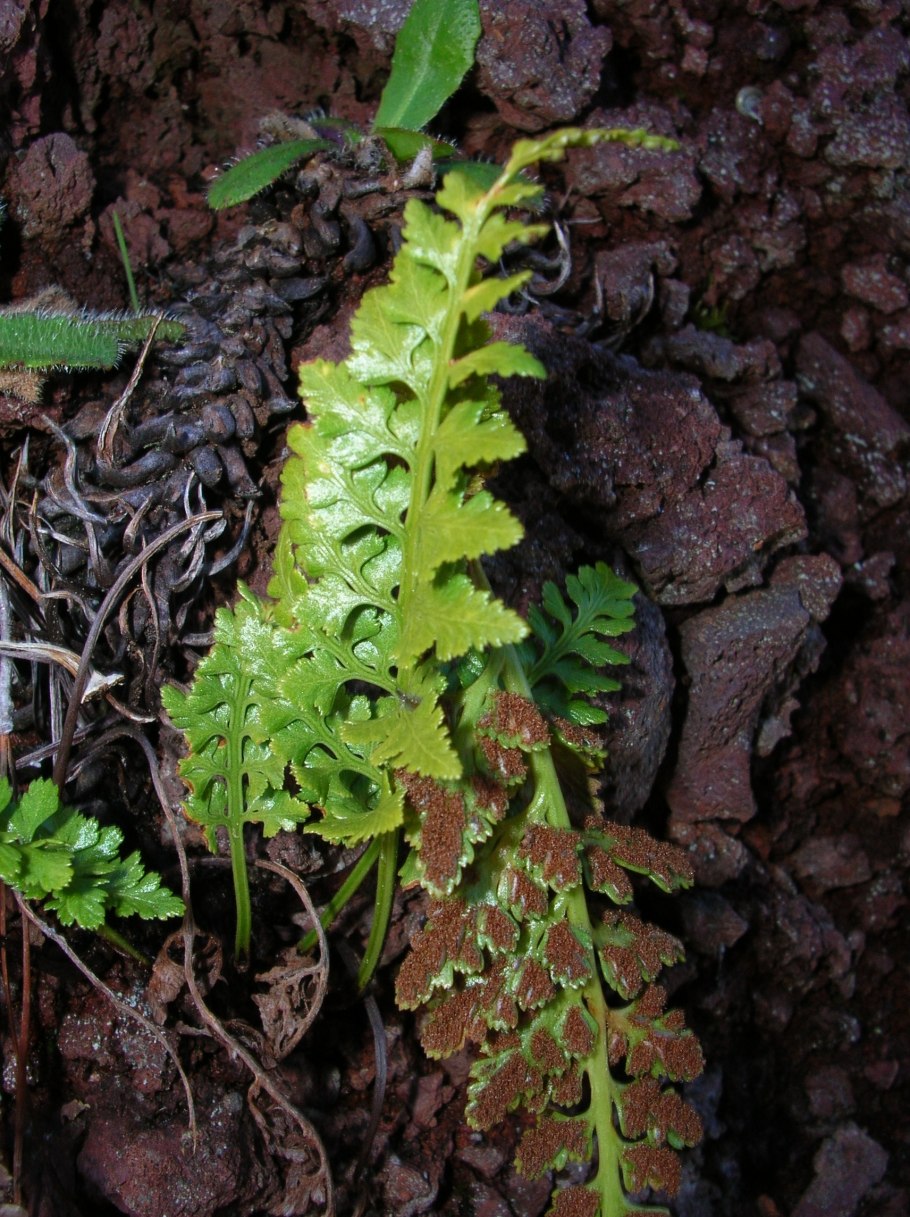 Asplenium Adiantum-nigrum