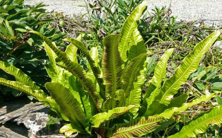 Листовик сколопендровый