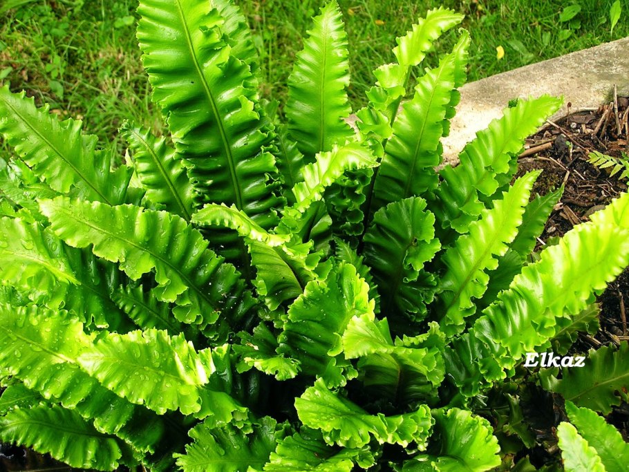 Папоротник Костенец сколопендровый