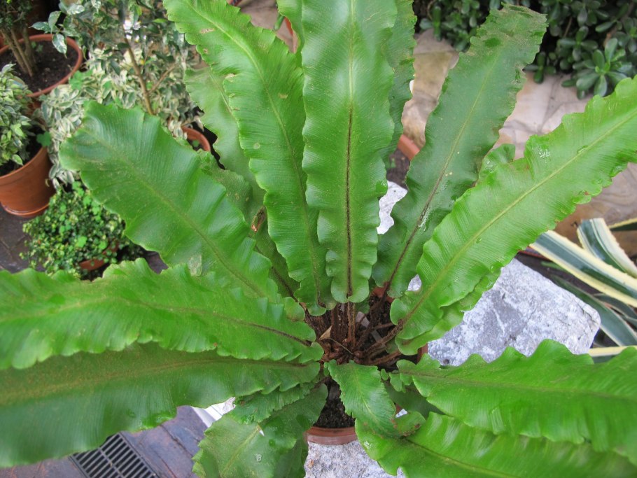 Асплениум сколопендровый