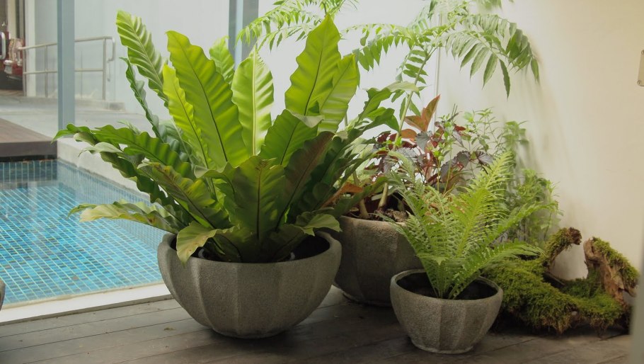 Асплениум в интерьере