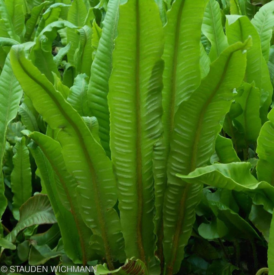 Сколопендровый листочек как выглядит